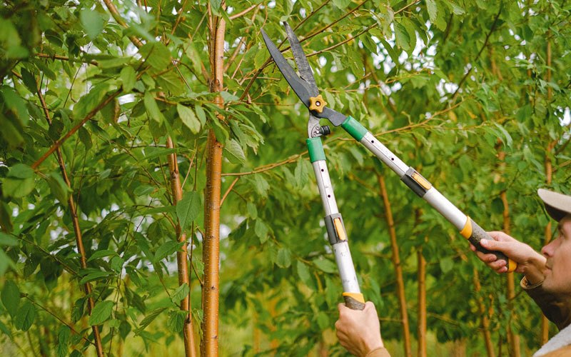 Tree trimming in Staten Island, NY